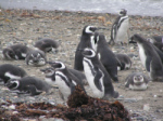 MagellanPenguins1-4.jpg