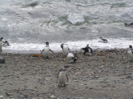 MagellanPenguins2-3.jpg